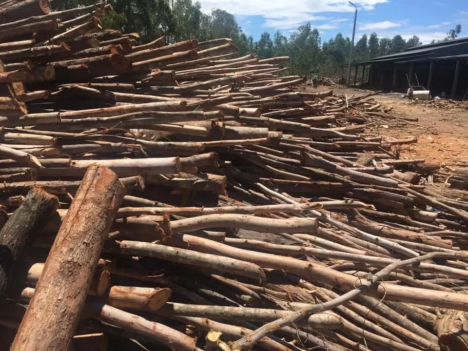 Vùng nguyên liệu ổn định, rộng lớn, trải dài 5 tỉnh